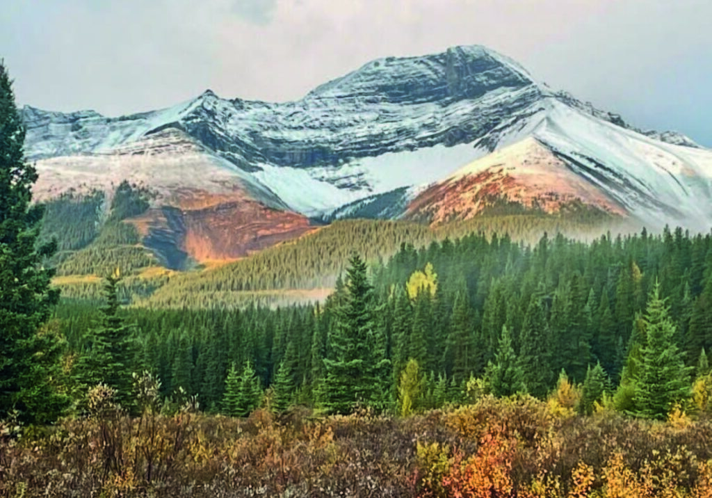 A snowy mountain with green pine forest in the foreground