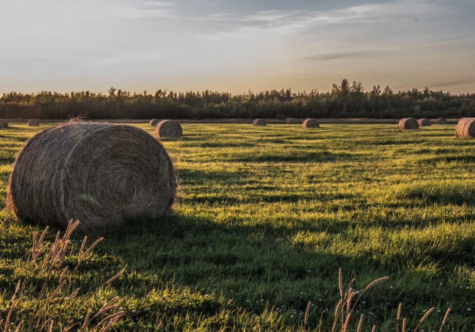 The South Peace is gorgeous at harvest time!